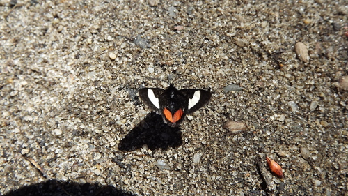 Psychomorpha epimenis