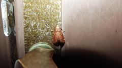 Hypsopygia intermedialis