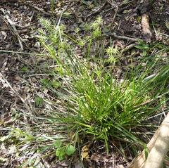 Cyperus thyrsiflorus