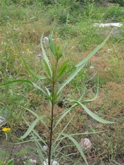 Astianthus viminalis
