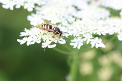 Dolichovespula sylvestris