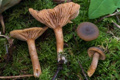 Lactarius occidentalis