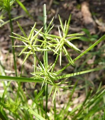 Cyperus thyrsiflorus