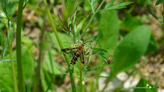 Chamaesphecia empiformis
