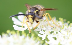 Dolichovespula sylvestris