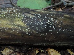 Helicogloea