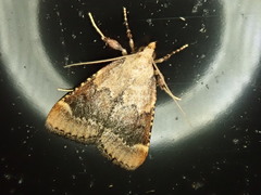 Hypsopygia phoezalis