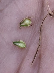 Cyperus metzii