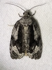 Apotomis removana
