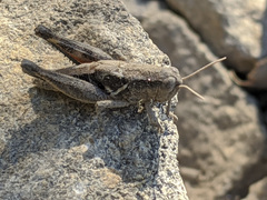 Melanoplus rileyanus