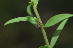Ophraella sexvittata