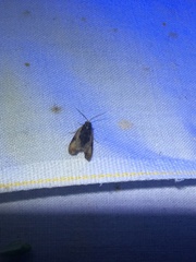 Olethreutes inornatana