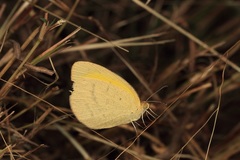 Eurema herla