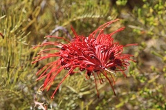 Grevillea dryandri