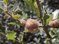 Heteroecus dasydactyli