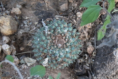 Mammillaria sonorensis