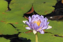 Nymphaea violacea