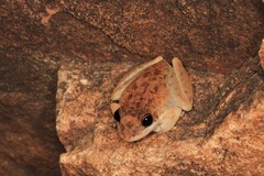 Litoria coplandi