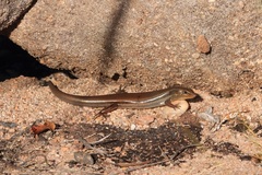 Ctenotus coggeri