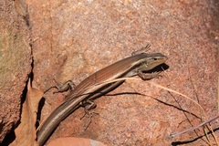 Ctenotus coggeri