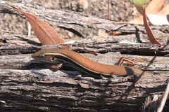 Ctenotus coggeri