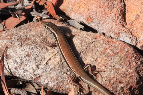 Brown-backed Ctenotus, Ctenotus coggeri