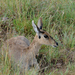 Chanler's Mountain Reedbuck - Photo (c) janaohrner, some rights reserved (CC BY-NC), uploaded by janaohrner