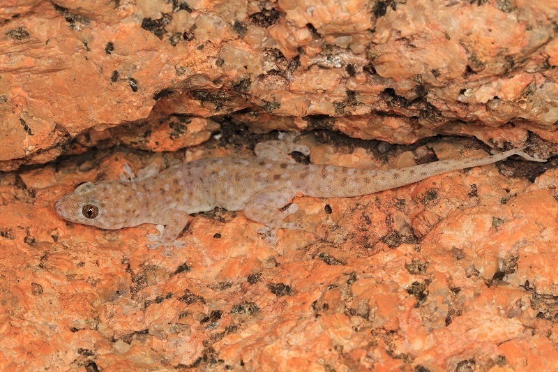 Northern Spotted Rock Dtella