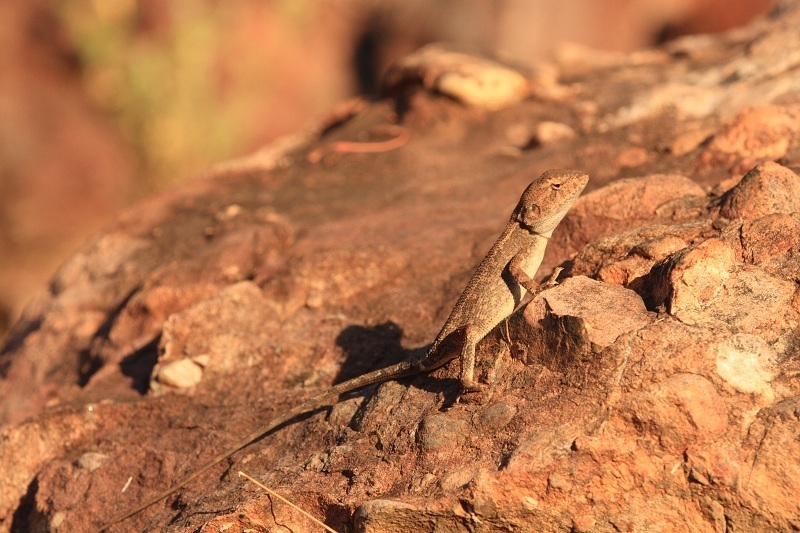Northern Savannah Dragon (Diporiphora sobria)
