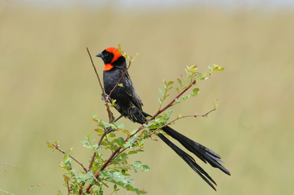 Red-cowled Widowbird photo