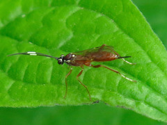 Ischnus inquisitorius