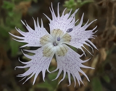 Dianthus broteri