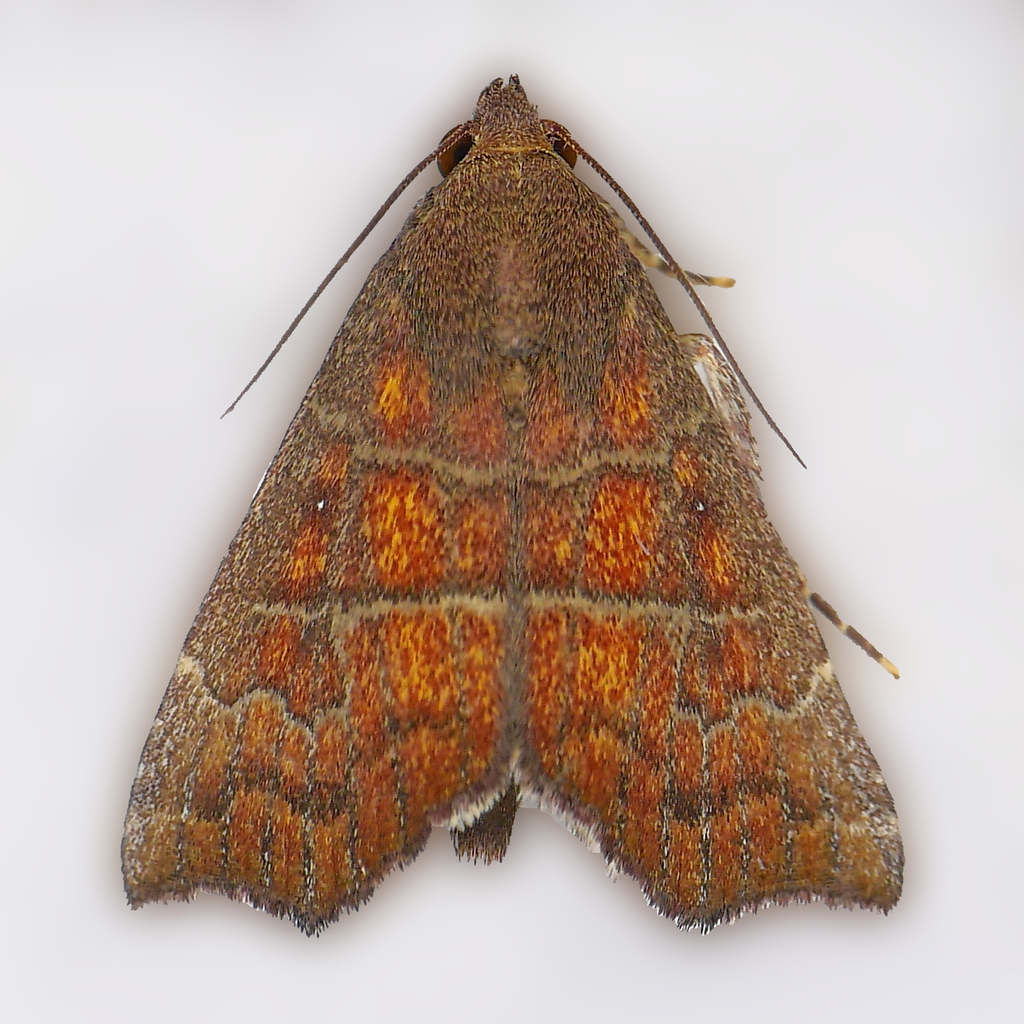 Anomis gentilis