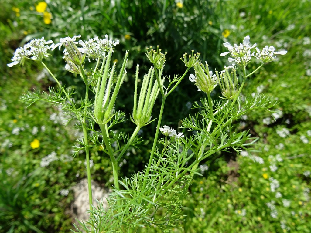 Scandix blepharicarpa