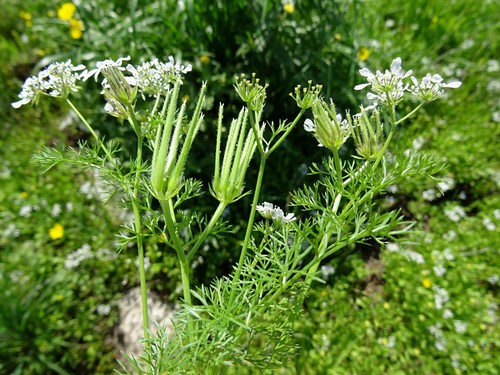 Scandix blepharicarpa