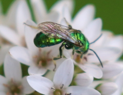 Augochloropsis viridula
