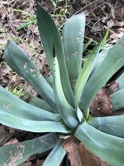 Agave ×