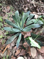 Agave ×