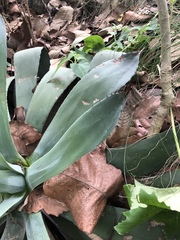 Agave ×