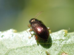 Crepidodera