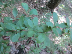 Berberis canadensis