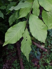 Ruprechtia costaricensis