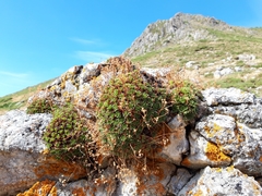 Saxifraga babiana