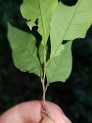 Ruprechtia costaricensis