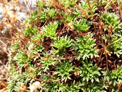 Saxifraga babiana