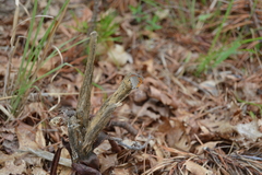 Lycaena phlaeas hypophlaeas