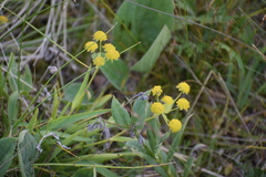 Bupleurum americanum