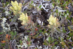 Castilleja hyperborea