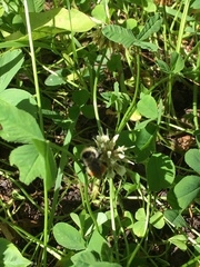 Bombus ternarius
