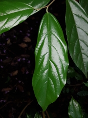 Quararibea asterolepis